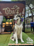 Free Adopt Alaskan Malamute Betina