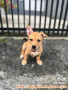 Open Adopt Anak Anjing (Cibinong Kab Bogor)