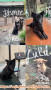 OPEN FREE ADOPTION KINTAMANI DAN LOKAL
