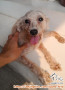 Ditemukan Anjing Poodle