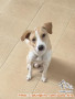 Open Adopsi Anjing Jantan 1 Thn 10 Bln