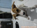 Adopsi