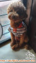 Toy Poodle Open Adopsi