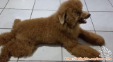 Open Adopt Poodle