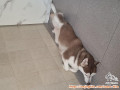Adopsi Anjing Husky