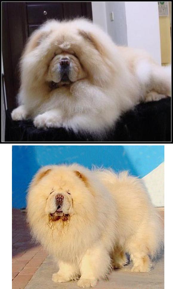 Caesar Anjing Chow Chow Anjingkita Com