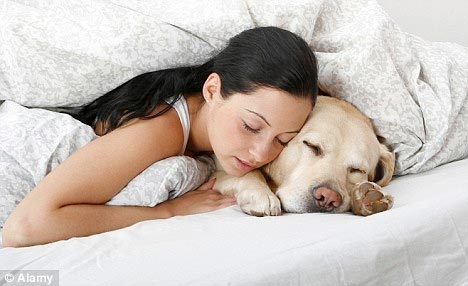 Tidur Bersama Anjing Lebih Cepat Pulas - Anjing (Artikel Umum ...