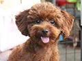Pejantan Red Poodle Kaki Pendek Import Bloodline