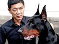 Perawatan & Sifat Dobermann W/ Dockermann Kennel