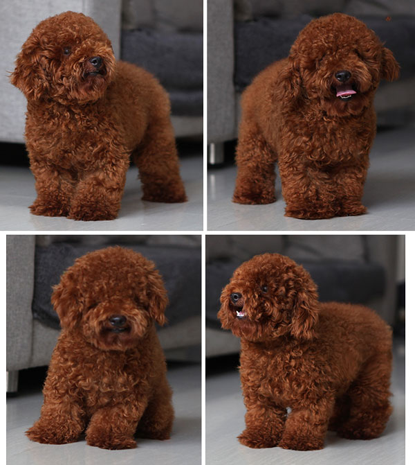 Pejantan Red Tiny Toy Poodle : Devoue Miorgano - Anjing Poodle -  AnjingKita.Com