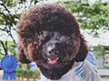 Pejantan Black Toy Poodle : My Lilpet Dodo (Kilo)