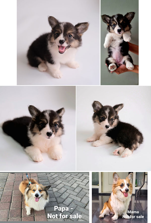 Fluffy Long Hair Corgi Puppy Anjing Pembroke Welsh Corgi AnjingKita.Com