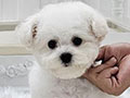 Tiny Korean Line Pretty & Dolly Face Bichon Frise - Infinity