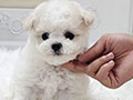 Tiny Korean Line Pretty & Dolly Face Bichon Frise - Kiko
