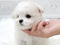 Tiny Korean Line Pretty & Dolly Face Bichon Frise - Kano