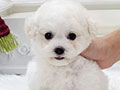 Tiny Korean Line Pretty & Dolly Face Bichon Frise - Kairo