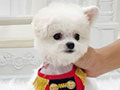 Tiny Korean Line Pretty & Dolly Face Bichon Frise - Hollywings