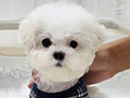 Tiny Korean Line Pretty & Dolly Face Bichon Frise - Hilton