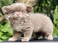 For Sale Puppy Male Female Mini Chihuahua For Sale Puppy Male Female Mini Chihuahua