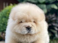 For Sale Puppy Male Chow Chow For Sale Puppy Male Chow Chow