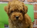 Jual Toy Poodle Jual Toy Poodle