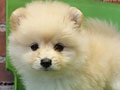 Jual Mini Pom Jual Mini Pom