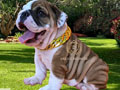 Premium Quality English Bulldog Puppy Premium Quality English Bulldog Puppy