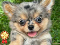 Chihuahua Exotic Long Coat Chihuahua Exotic Long Coat