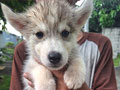 Dijual Anakan Siberian Husky Dijual Anakan Siberian Husky
