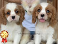 Cavalier King Charles Spaniel Cavalier King Charles Spaniel