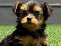 For Sale Yorkshire Terrier Puppy For Sale Yorkshire Terrier Puppy