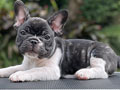 For Sale Puppy Male Female French Bulldog For Sale Puppy Male Female French Bulldog