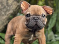 For Sale Puppy Male French Bulldog