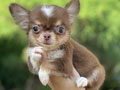 For Sale Puppy Male Super Pocket Size Chihuahua