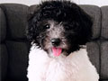 For Sale Puppy Party Color Poodle Tiny