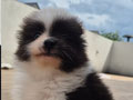 Jual Mini Pom Jantan