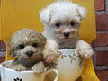 Jual Bichon Frise