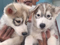 Dijual Anakan Siberian Husky DOB 11 september 2025