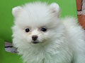 Jual Mini Pom Puppy