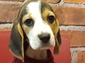 Jual Beagle Puppy