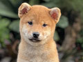 For Sale Puppies Female Shiba Inu