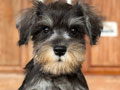 Jual Miniature Schnauzer
