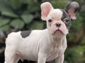 For Sale Puppy Male French Bulldog