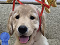 For Sale Puppy Golden Retreiver Good Quality