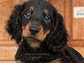 Jual Miniature Dachshund Long Hair