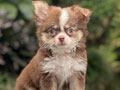 For Sale Puppy Female Mini Chihuahua