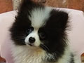Jual Mini Pomeranian