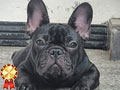 Puppy French Bulldog