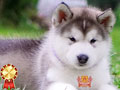 Alaskan Malamute Lexus Daughter Super High Qualiy