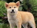 For Sale Puppy Male Shiba Inu